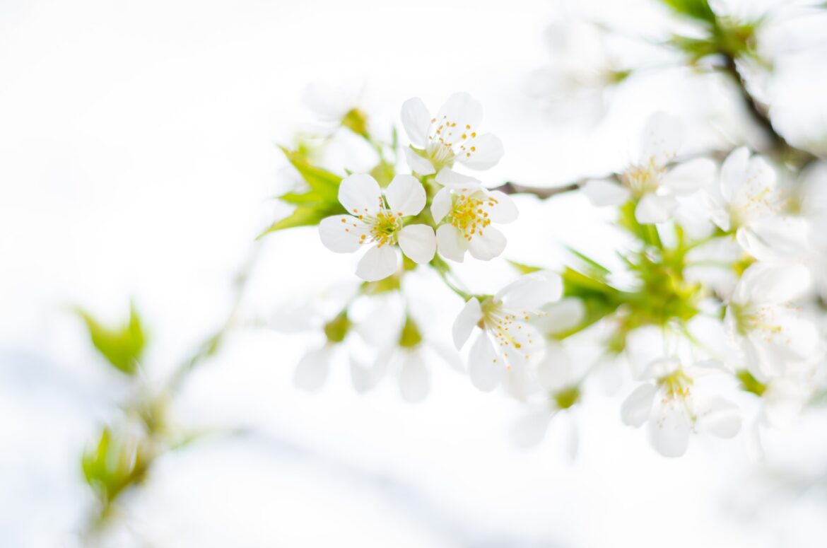 alexander-mils-dLgh-IdELuM-unsplash