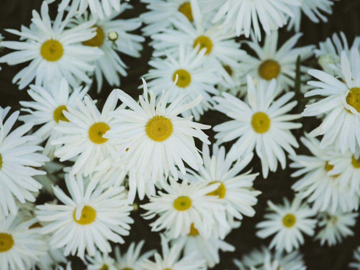 kier-in-sight-XDzX3aCgYUc-unsplash