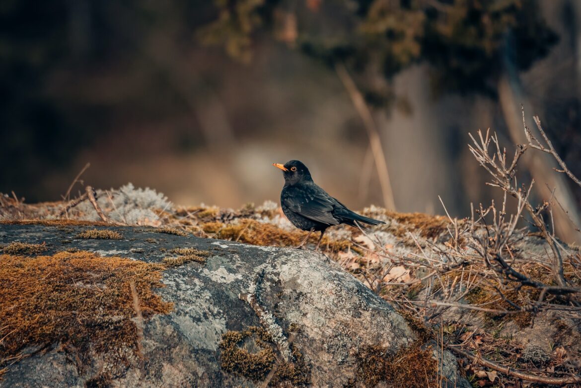 martin-eriksson-HLLjMKksYVA-unsplash
