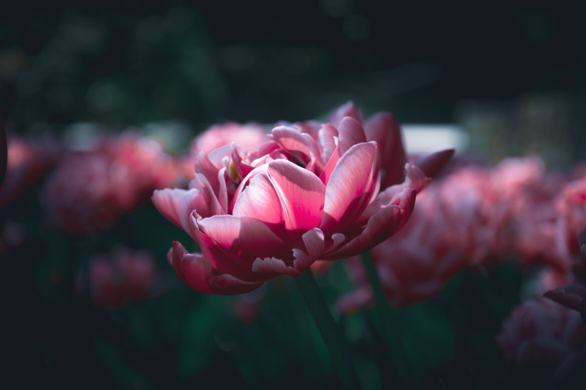 mattia-astorino-bkM5s8Sagpc-unsplash