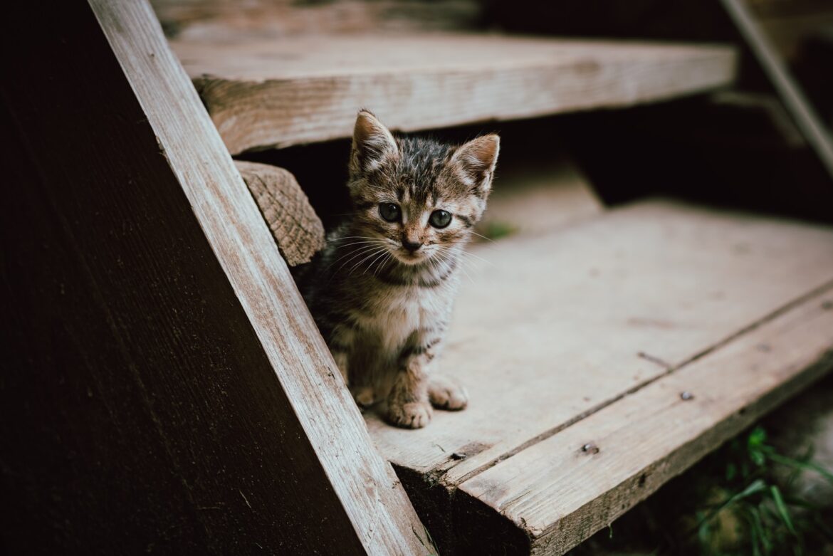 oksana-maselko-midHvZAjJHg-unsplash