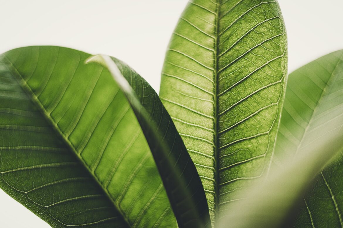 tim-mossholder-MH9LTLNbOBo-unsplash