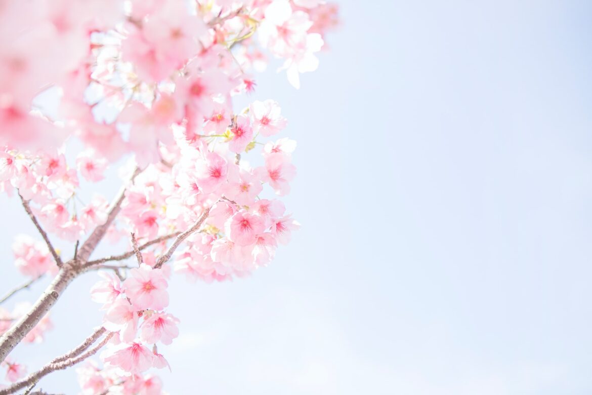 tomoko-uji-Zb4OwWU-5MA-unsplash