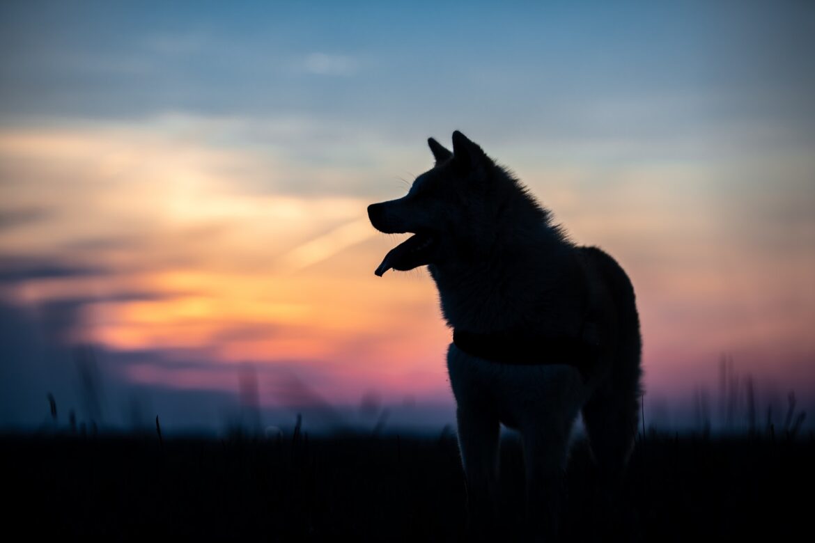 gruescu-ovidiu-aVYL3-o0XGg-unsplash